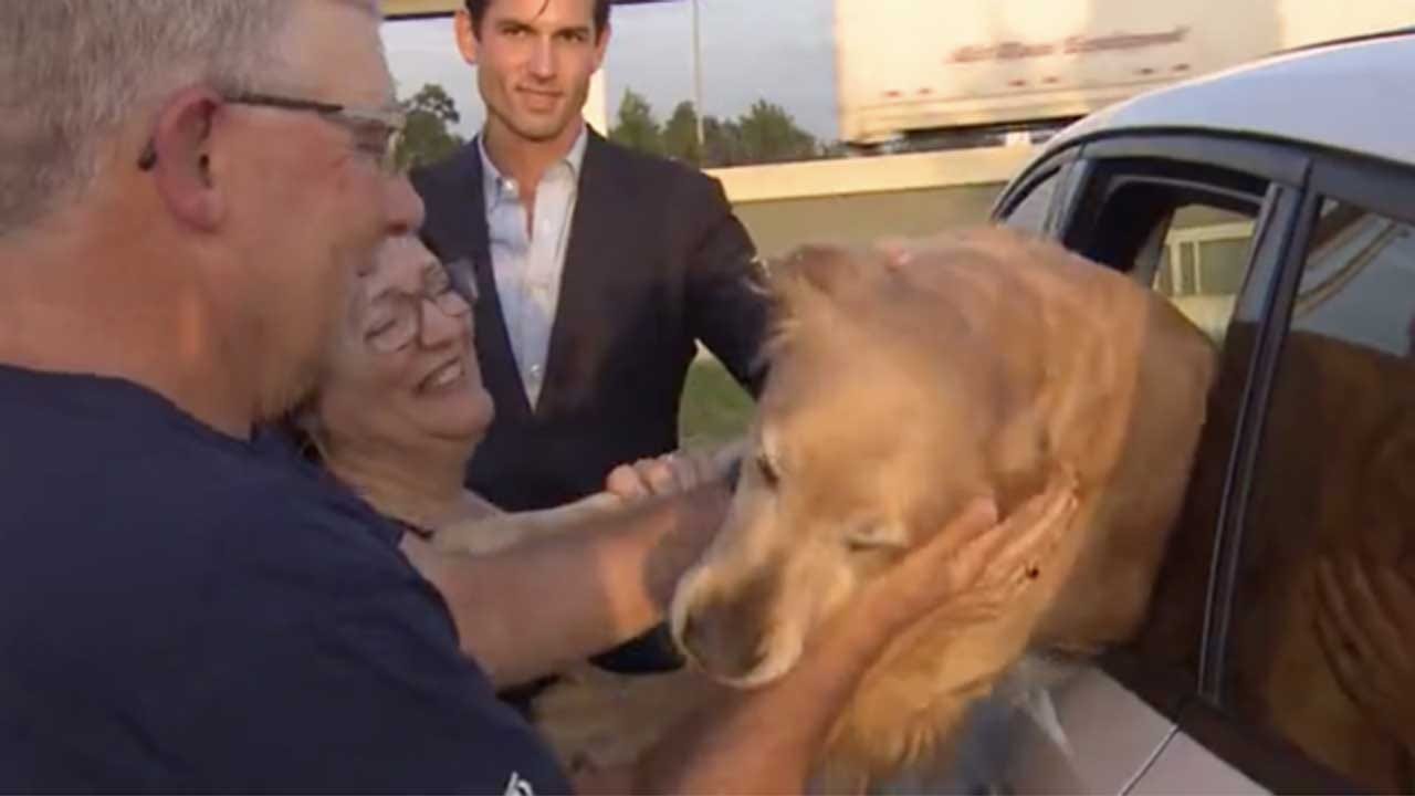 Dog Stolen From Family During Road Trip Rescued By Local CBS Reporter