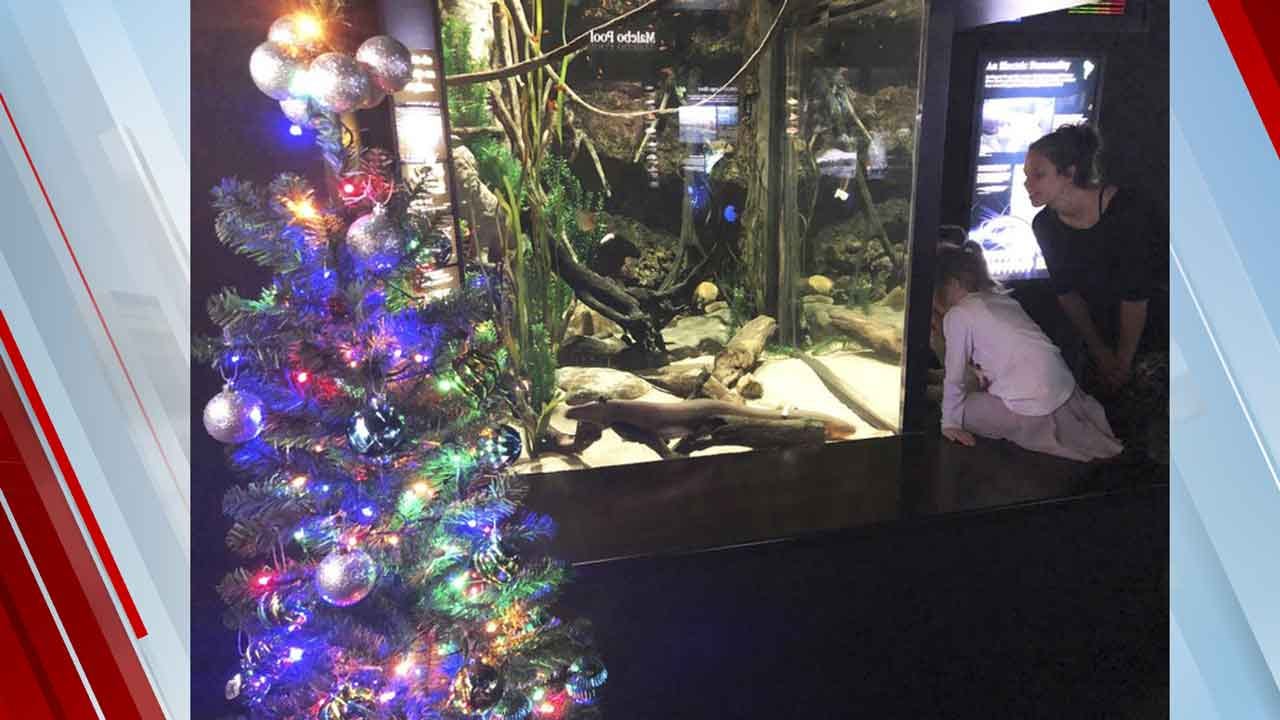 Shocked? Electric Eel Powers Aquarium’s Christmas Lights