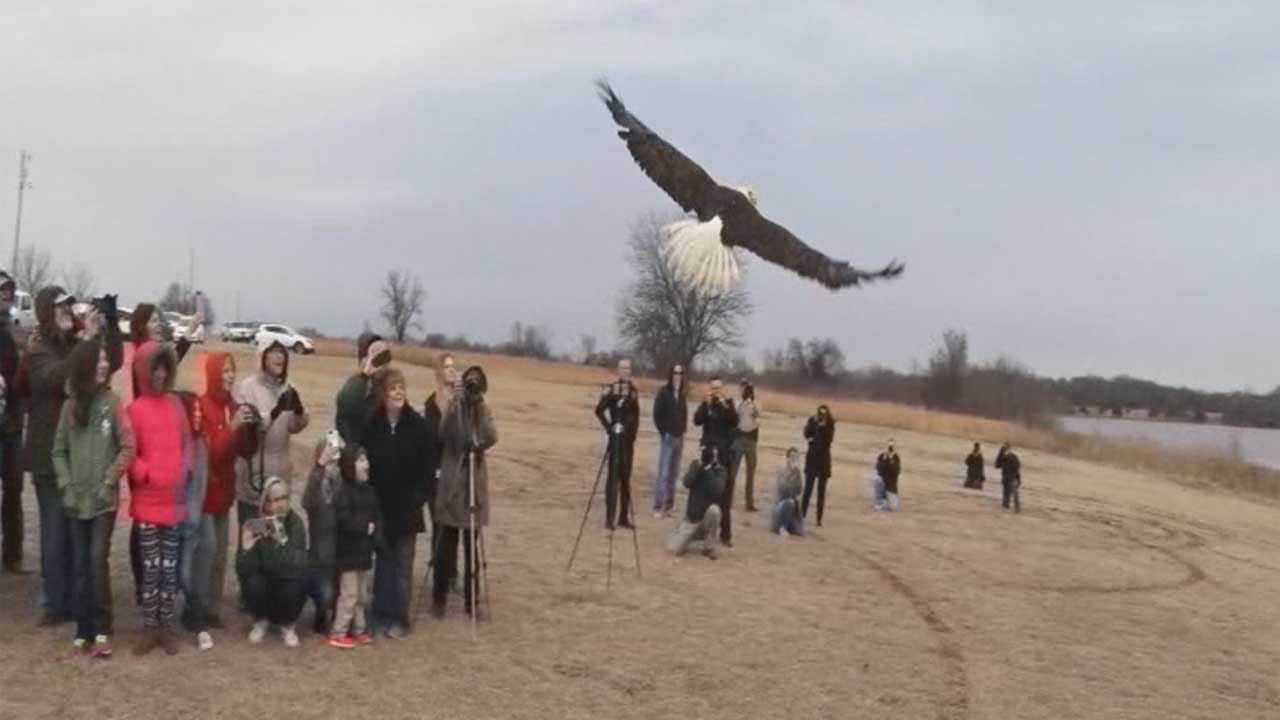 Bald Eagle Rescued By Oklahoma Family Released 4 Months Later