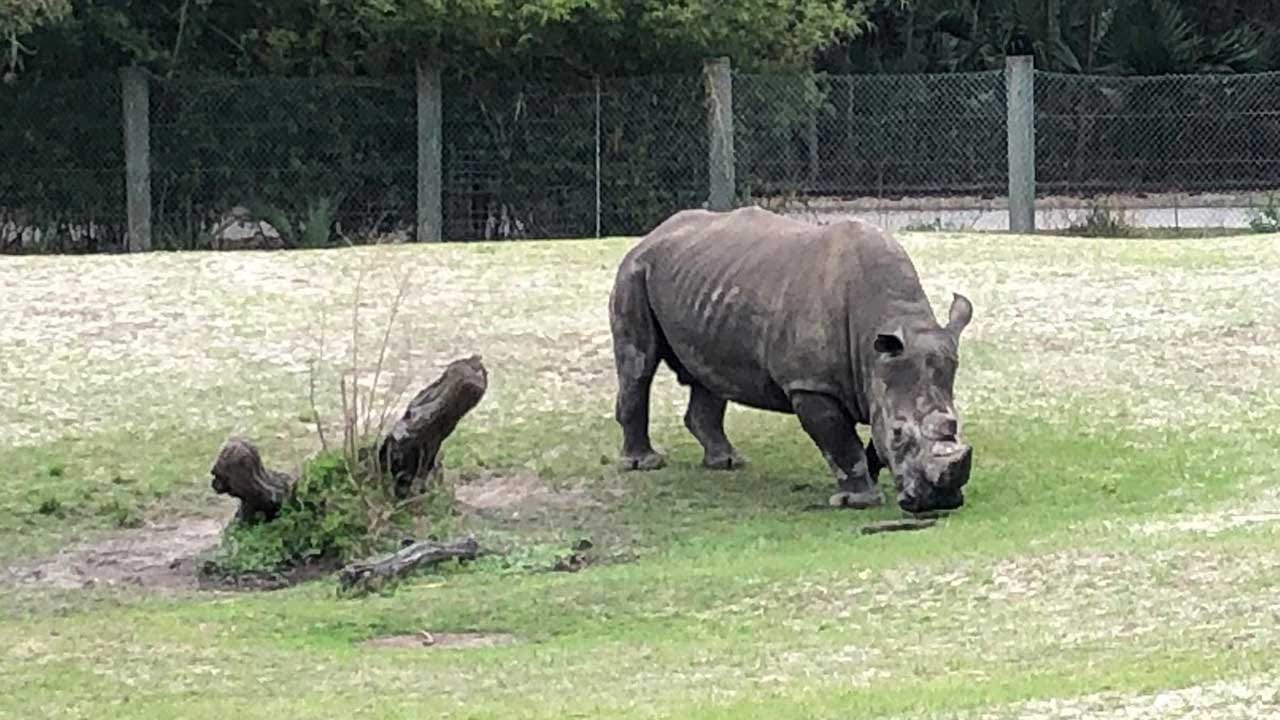 Zookeeper At Jacksonville Zoo Hospitalized After She's Struck By Rhino Horn