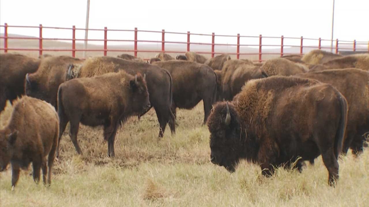 Oklahoma Bison Help Save America's Tallgrass Prairie