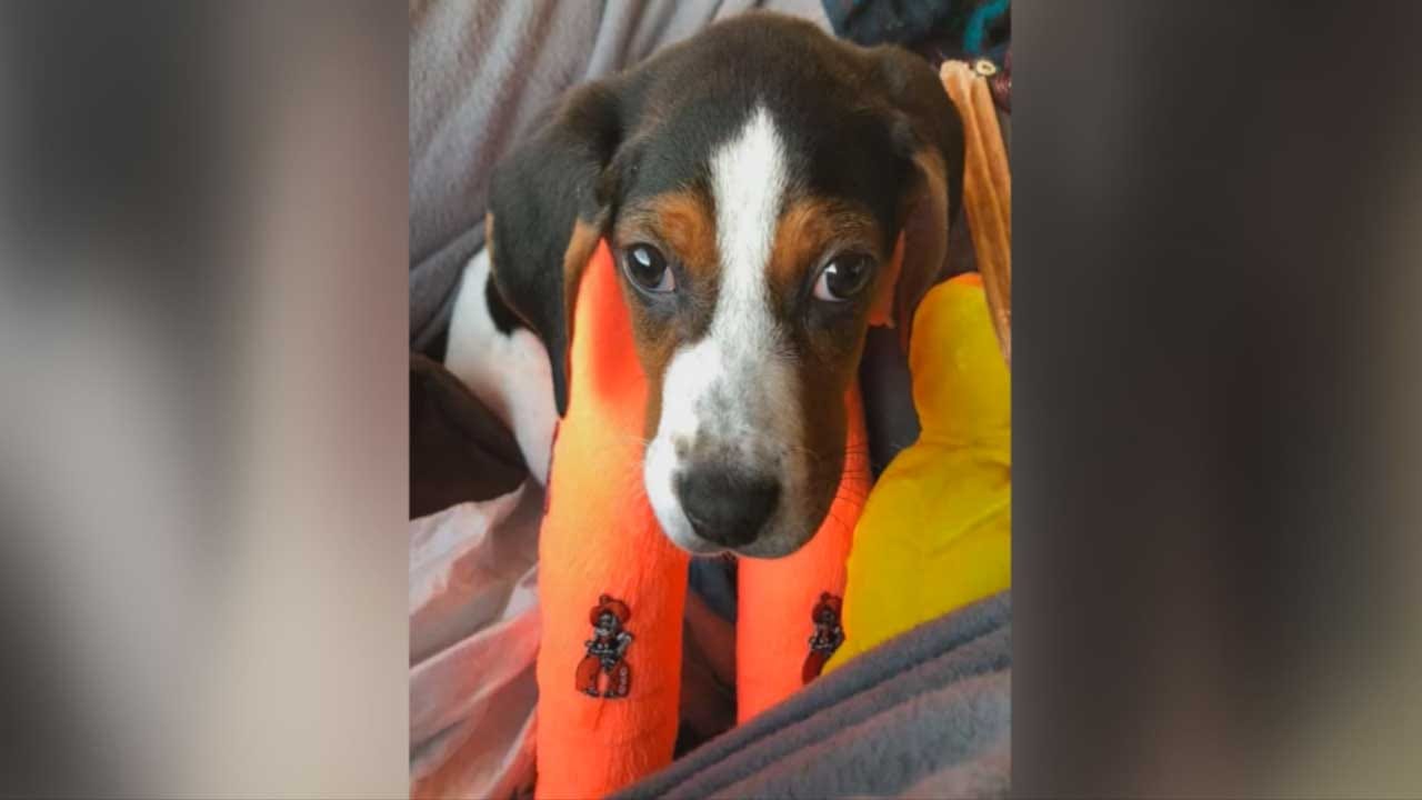 Puppy Born With UpsideDown Paws Doing Well