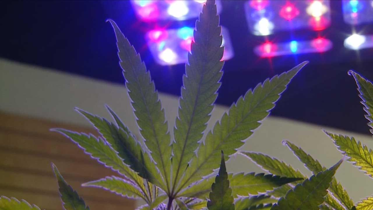 Police Investigating After Edmond Medical Marijuana Dispensary Burglarized