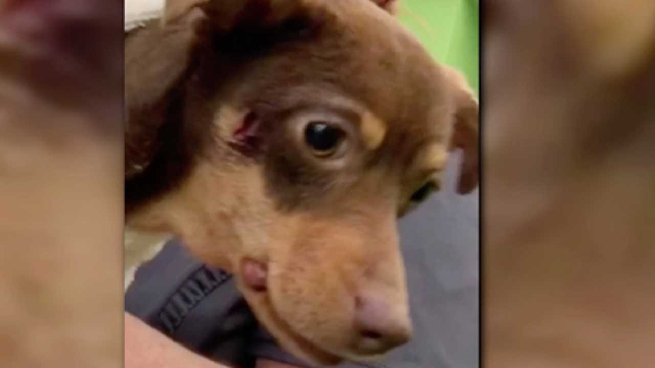 Deputy Fired After Shooting A Barking Chihuahua In The Face
