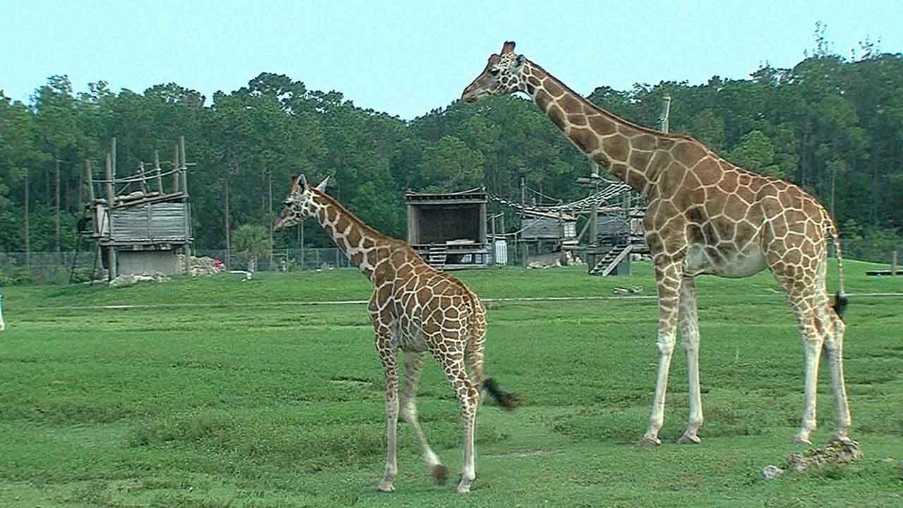 Lightning Strike Kills Two Giraffes At Florida Zoo
