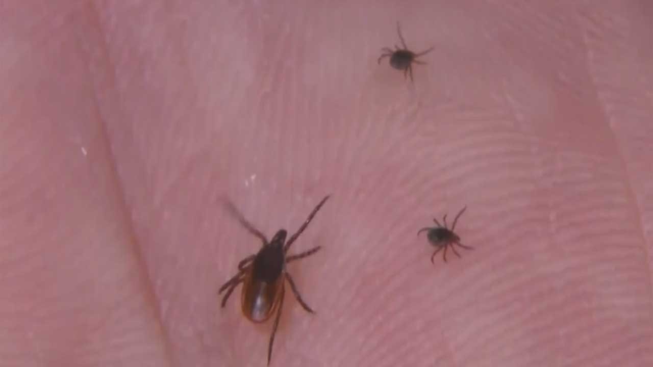 Newcastle Couple Questions Health Department's Count Of Tick-Borne Illnesses