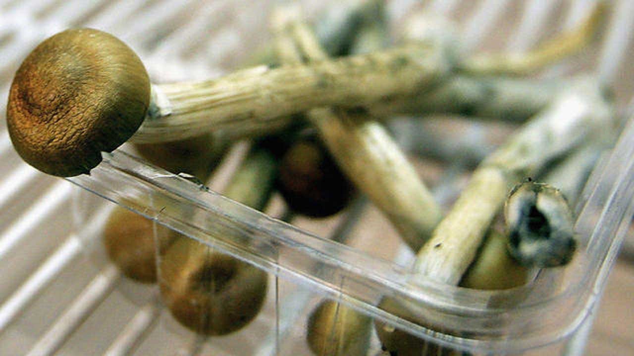 Oakland Second U.S. City To Legalize 'Magic Mushrooms'