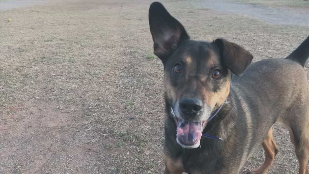 OKC Paw Park Considering Member Fees After Decline In Donations