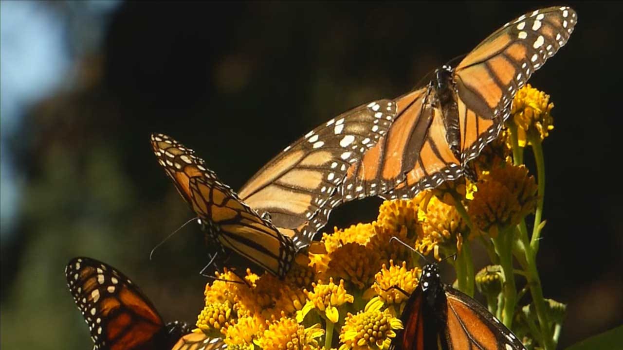 Oklahoma City Zoo Working To Prevent Monarch Butterfly Extinction