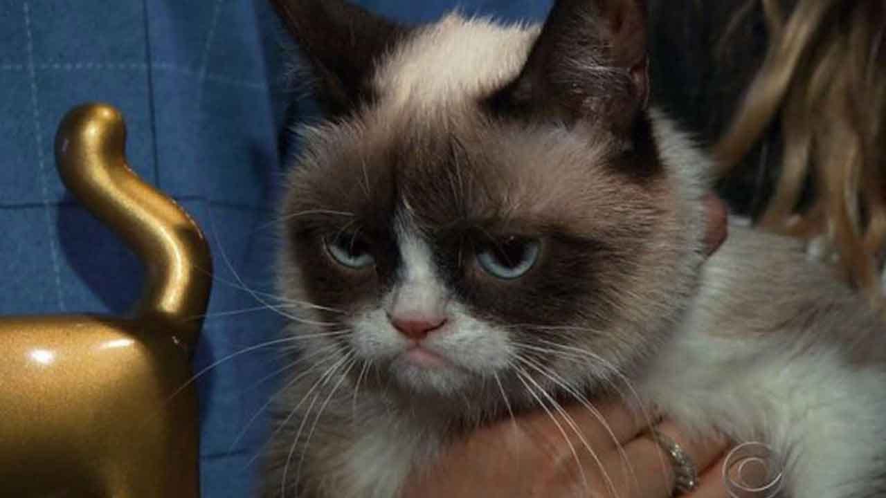 Grumpy Cat, Viral Meme Sensation, Dies Aged 7 Grumpy Cat, Viral Meme Sensation, Dies Aged 7