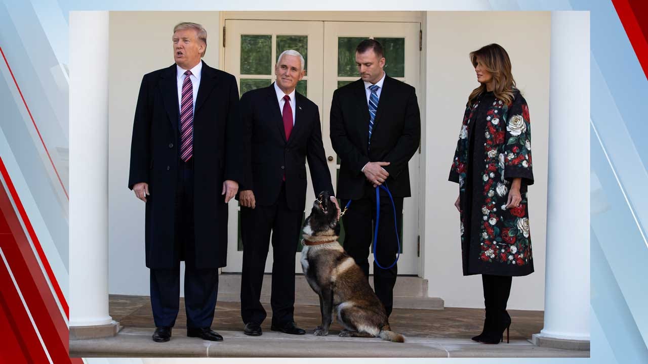 Conan, Hero Dog Injured In Al-Baghdadi Raid, Honored At White House