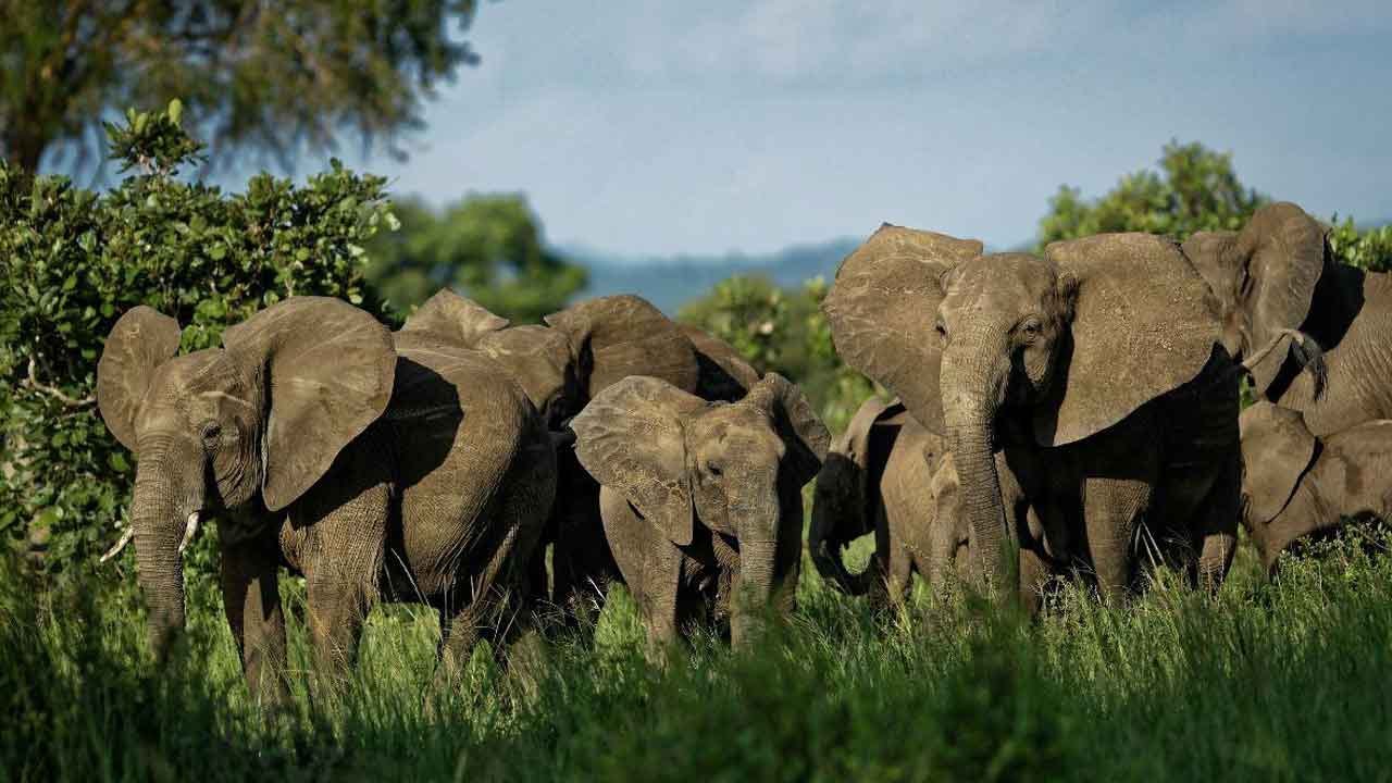 Suspected Poacher Trampled To Death By Elephants In South Africa