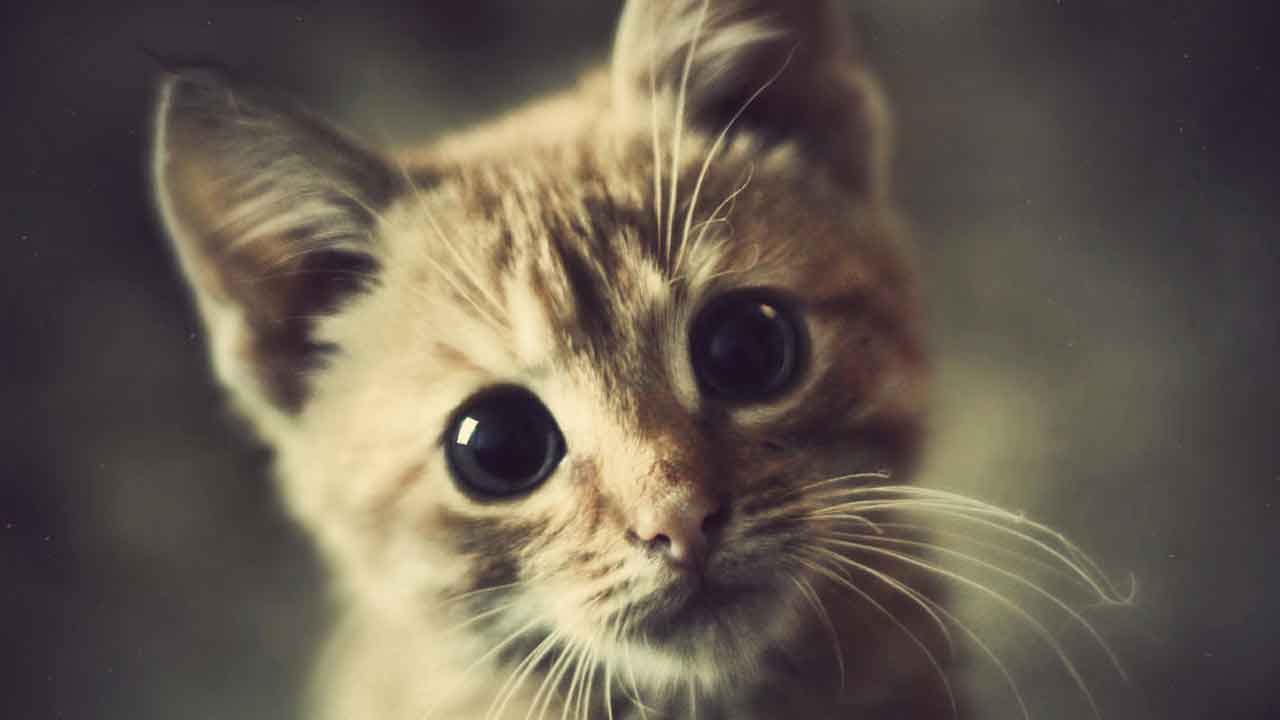 Cats Actually Do Get Attached To Their Owners, Study Says