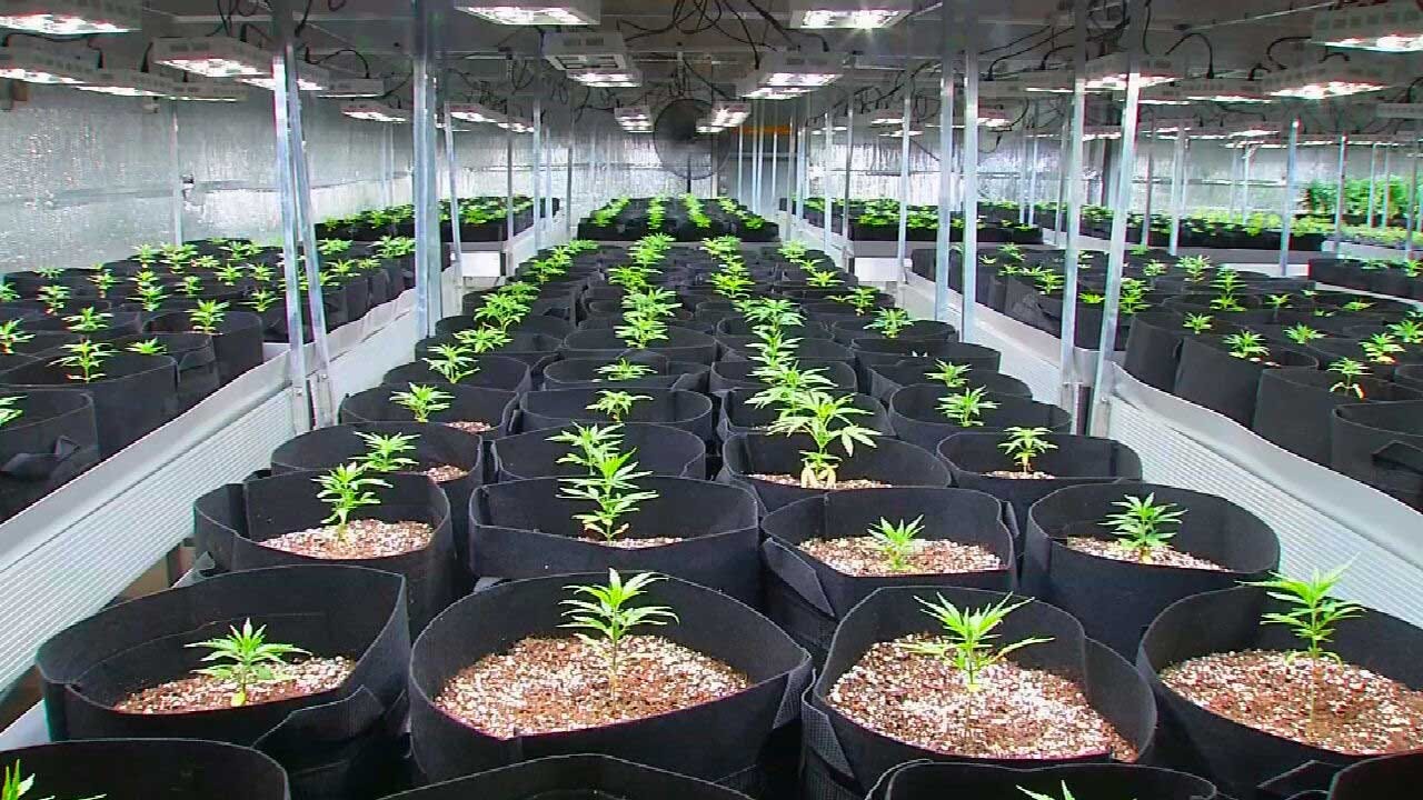 City Of Noble Temporarily Delaying Openings Of New Marijuana Grow Operations