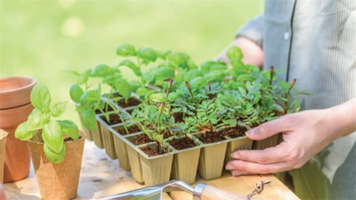 Seed Companies Can't Keep Up As More Americans Turn To Growing Their Own Food