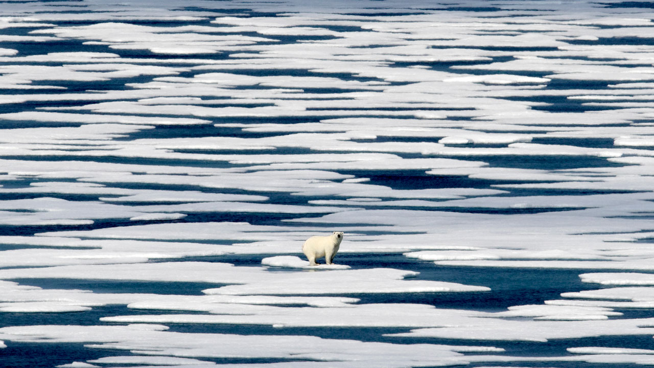 Polar Bear Arctic Dec. 9, 2020
