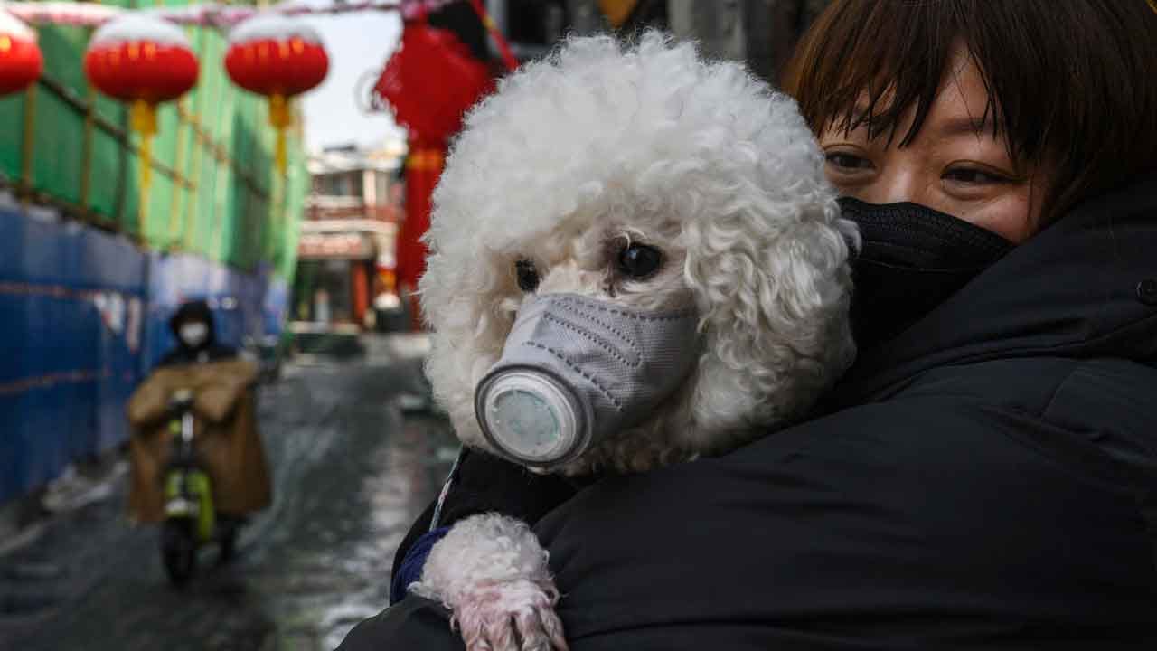 Patient's Dog Tests Positive For Coronavirus