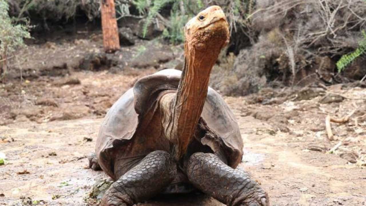 Diego The Giant Tortoise Is Retiring After His High Sex Drive Helped Save His Entire Species