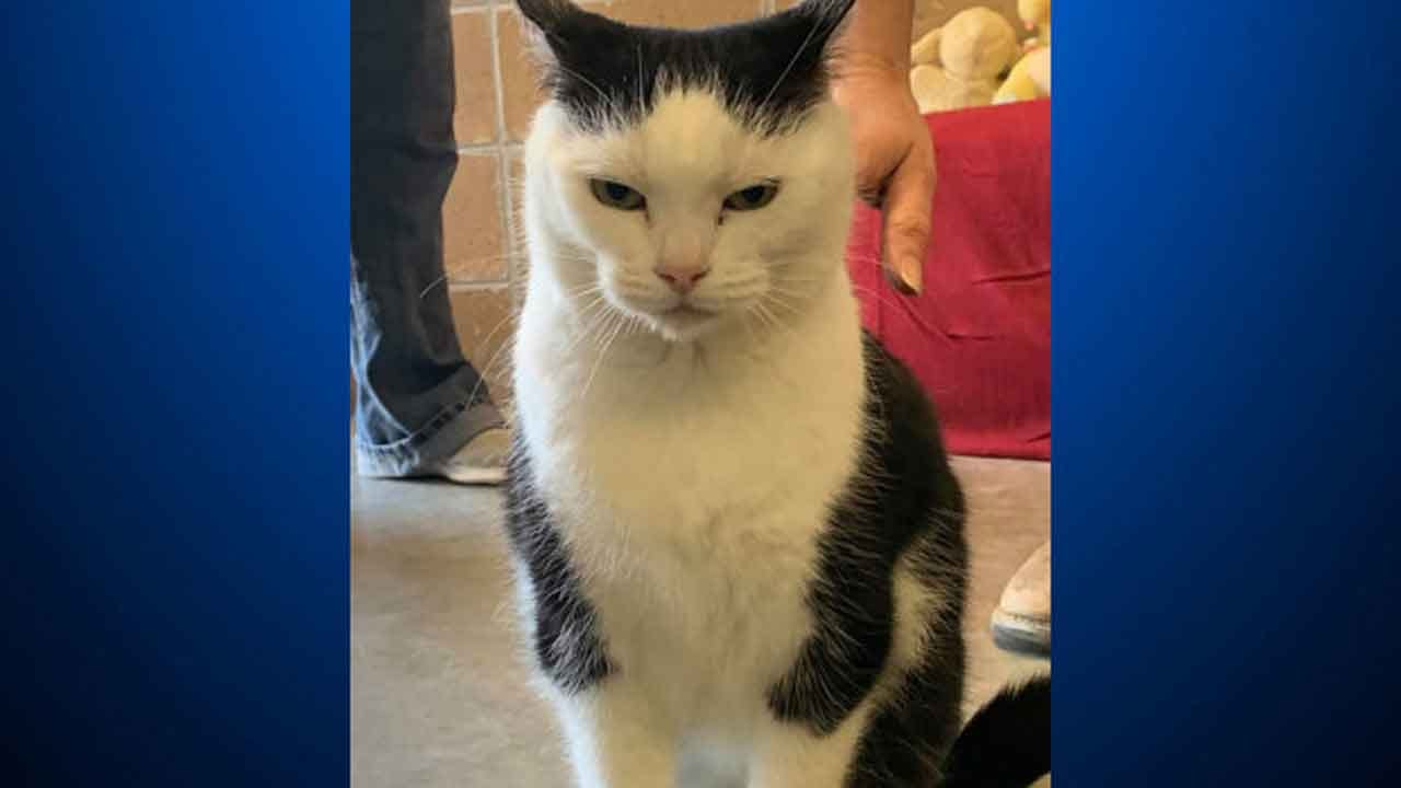 cat rescue north east