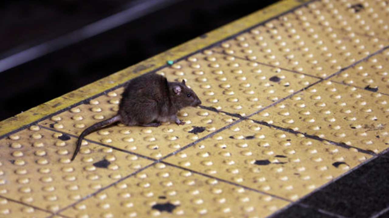 Rats May 'Aggressive' Due To COVID19 Restaurant Shutdowns, CDC