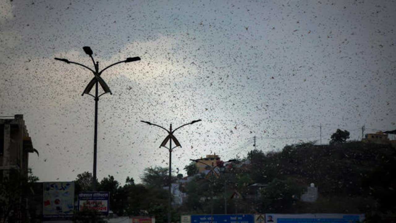 locusts in India