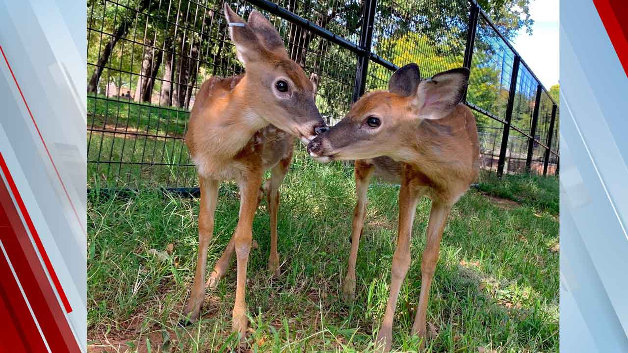 OKC Zoo Hosts Naming Contest For WhiteTailed Deer