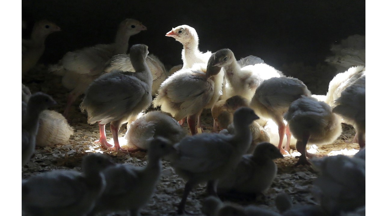 First Case Of Human Bird Flu Infection Confirmed In Colorado