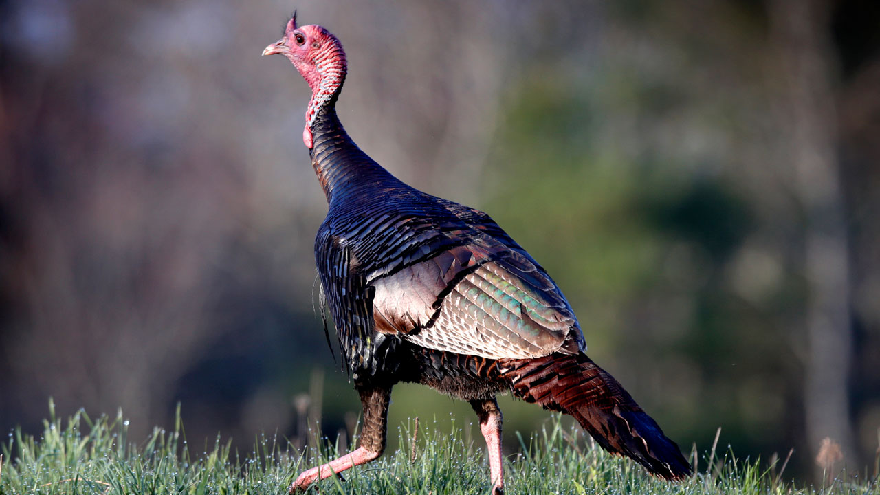 Wild Turkey