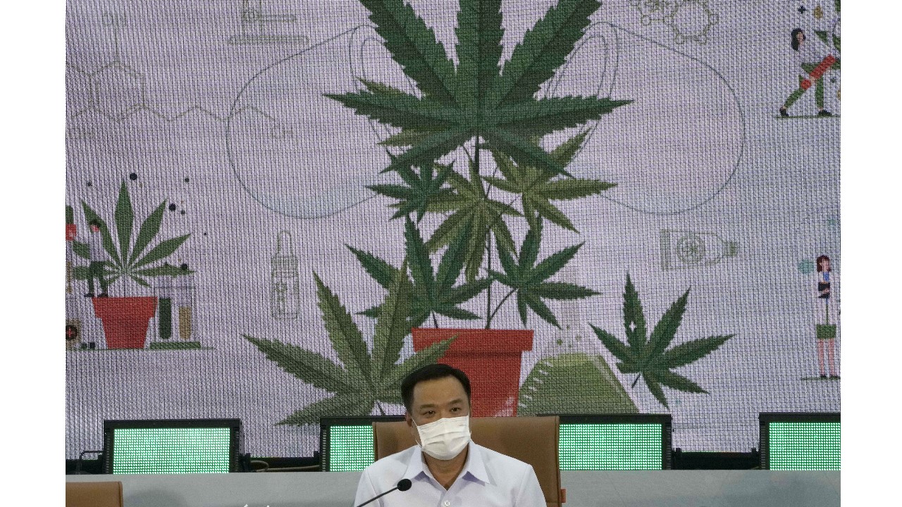Thailand Providing Free Cannabis Plants For Home Cultivation