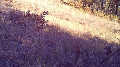 Mountain Lion kittens