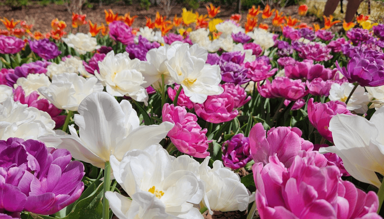 Tulip Festival 3 2025